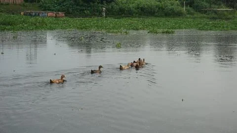 Ducks on the water Stock Photos