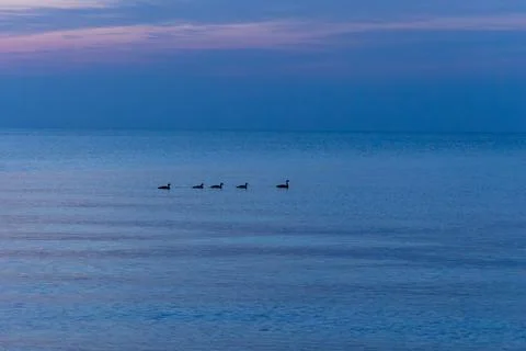 Ducks on the water Stock Photos
