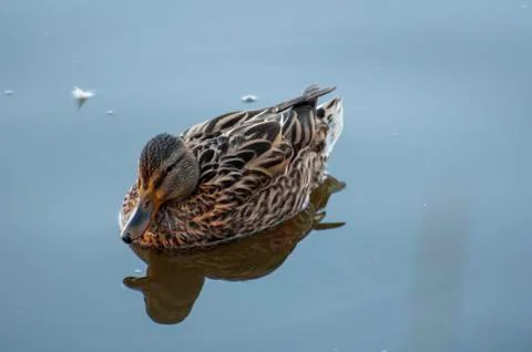 Ducks in the water with reflection Stock Photos