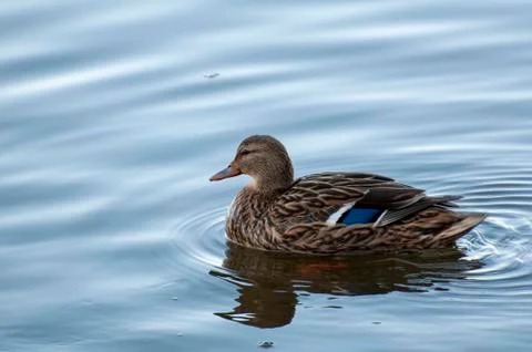 Ducks in the water with reflection Stock Photos