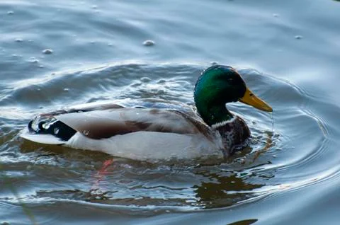 Ducks in the water with reflection Stock Photos