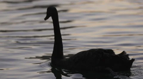 Ducks In Water Silhouette 스톡 동영상 47466413