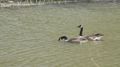 Ducks in Water Slow Motion Stock Footage 34317295