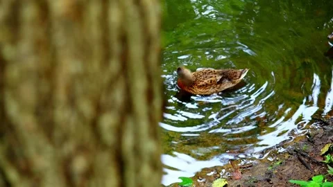 Ducks in the water. Slow motion Stock Footage 145454116