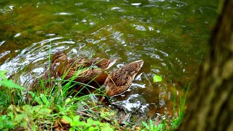 Ducks in the water. Slow motion Stock Footage 145454124