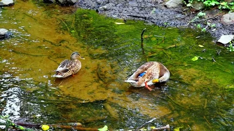 Ducks in the water. Slow motion Stock Footage 145454244