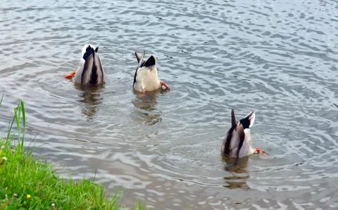 Ducks in the water upside down Stock Photos