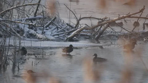 Ducks in the water in winter scenery close, 4K slow motion Stock Footage 166856443