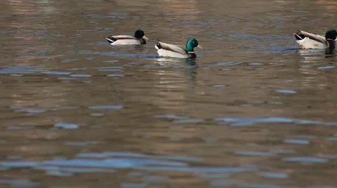 Ducks in water2 Stock Footage 5165747