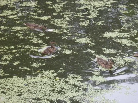 Ducks on the water2 Stock Photos