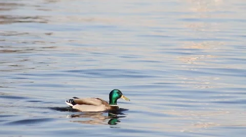 Ducks in water3 Stock-Footage 5165732