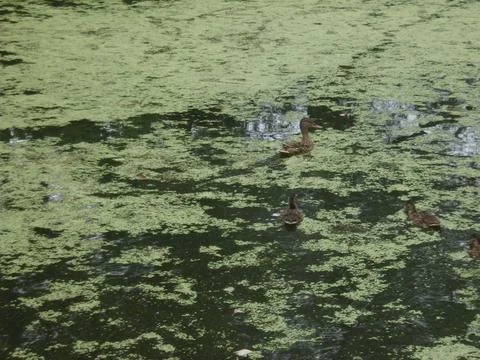Ducks on the water3 Stock Photos