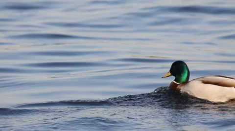 Ducks in water4 Stock Footage 5165722