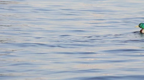 Ducks in water5 Stock Footage 5168712