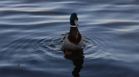 Ducks in water7 Stock Footage 5166163