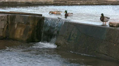 Ducks &amp; Waterfall Stock Footage 830151