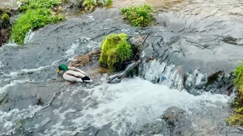 The ducks at the waterfall 動画素材 275579060