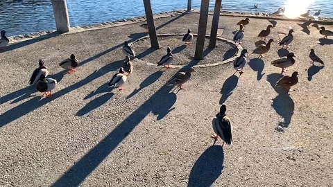 Ducks on the Waterfront with Sunlight Stock Footage 111963335