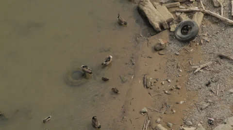Ducks Waterfront Trash Stock Footage 39567499