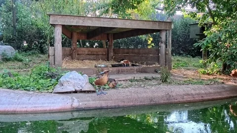 Ducks on the water's edge. Pull back shot 스톡 동영상 313809795