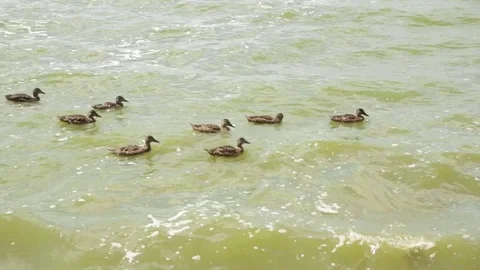 Ducks on the waves Stock Footage 82107303