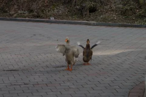 Ducks waving wings Stock Photos