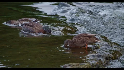 Ducks at Weir with audio 스톡 동영상 314713909