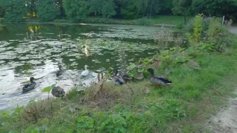The ducks were scared , slowmotion video 4k Stock Footage 249825890