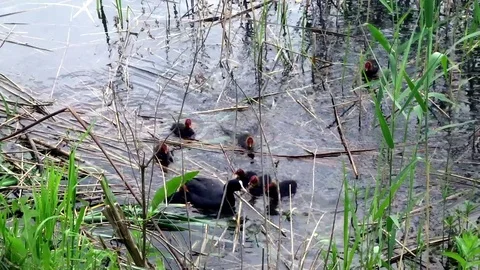 Ducks with a white head Stock Footage 90958713