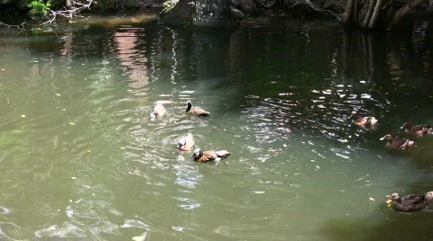 Ducks in the wild Stock Footage 455116