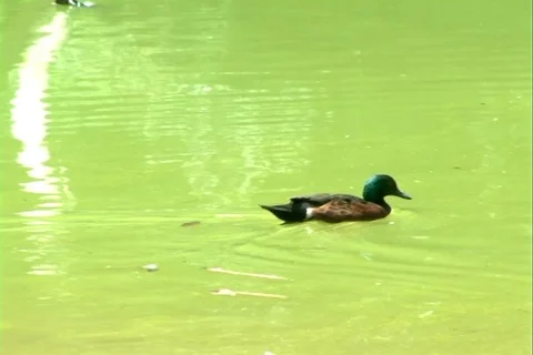 Ducks wild Stock Footage 107068135