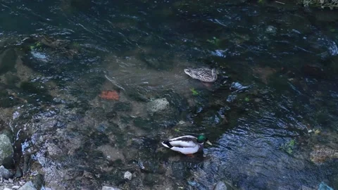 Ducks in the wild Stock Footage 131402701