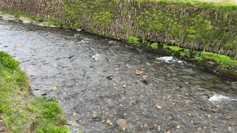 Ducks in a wild stream Video stock 237988833