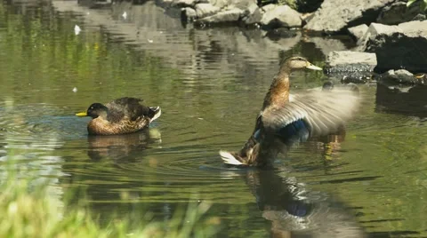 Ducks &amp; Wildlife - Duck taking a bath Stock Footage 40973797