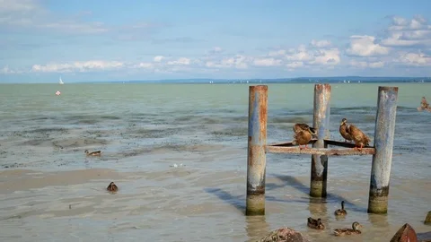 Ducks in the wind Stock Footage 78810300