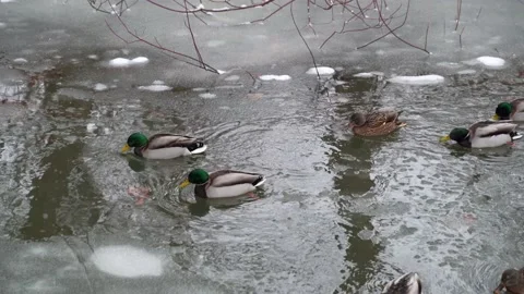Ducks in winter 1 Stock Footage 148149778