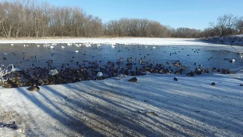 Ducks in Winter 2 Stock Footage 84149124