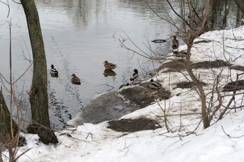 Ducks winter on the coast. Stock Photos