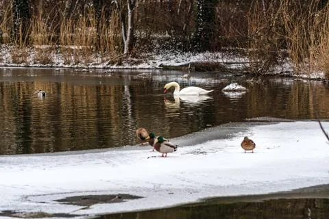 Ducks at a winter day, walking through the snow with a swan in the background. Stock Photos