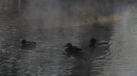 Ducks in Winter Stock Footage 1061036