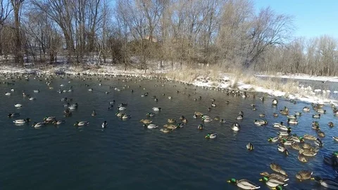 Ducks in Winter Stock Footage 84149139