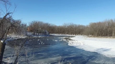 Ducks in Winter Stockbeeldmateriaal 84149142