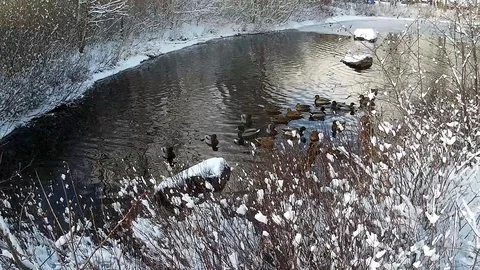 Ducks in winter Stock Footage 124018114