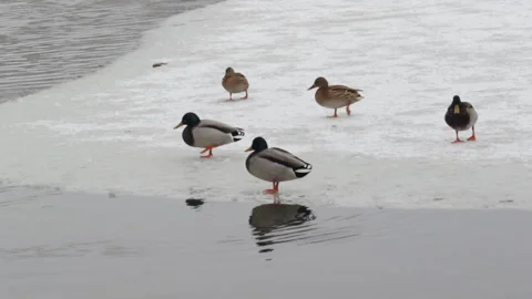 Ducks in winter Stock Footage 149184107