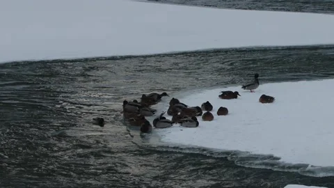 Ducks in winter Video stock 168536303
