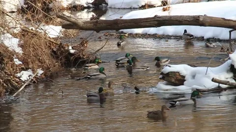 DUCKS WINTER GROUP Stock Footage 1000743