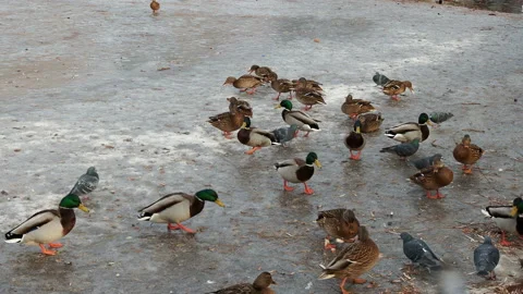 Ducks on winter ice river. Winter river ice snow ducks. Ducks on frozen river Stock Footage 127586557