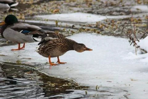 Ducks in winter on a lake Stock Photos