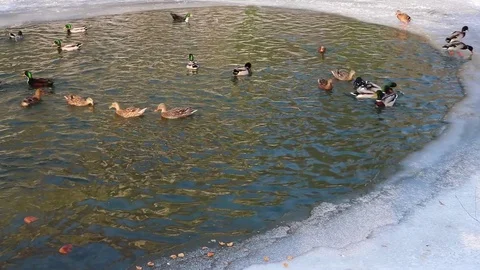 Ducks in winter on a Lake, Sunny Day. Stockbeeldmateriaal 83680341