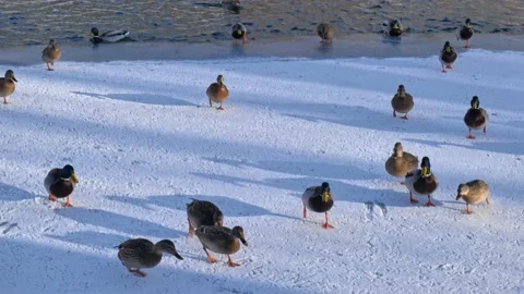 Ducks in a winter park. close-up of a flock of ducks Stock Footage 168731079